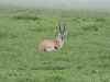 Knuffige Antilope